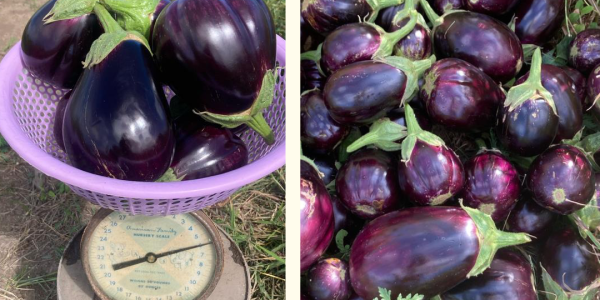 eggplants 
