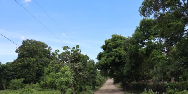 Mouchinette Road to Compost Site