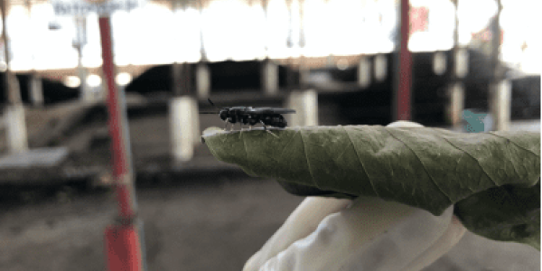Black Soldier Fly