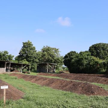 Mouch Windrow Piles