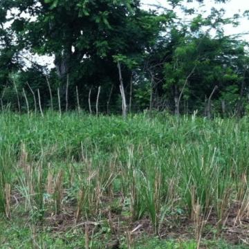 Field of Rice