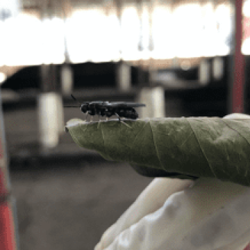Black Soldier Fly