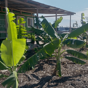 compost & plants