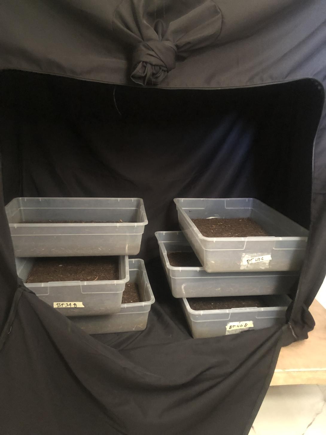 Pupae in dark cage