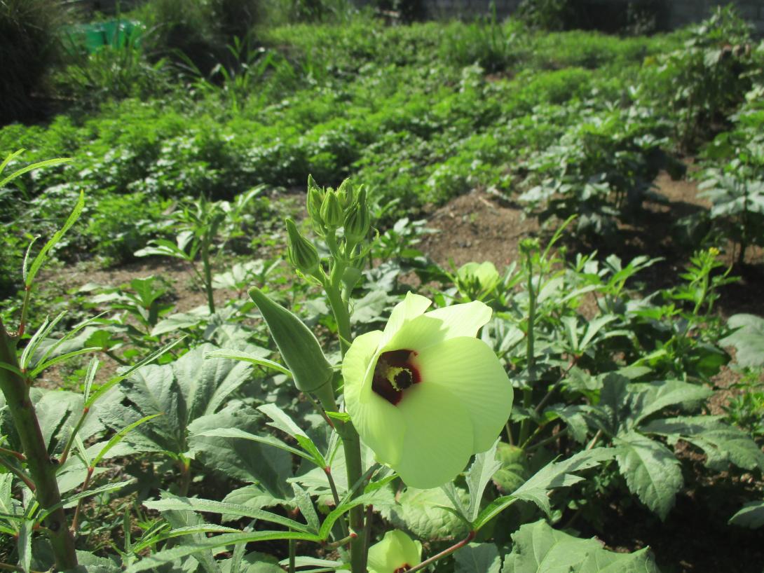 flower