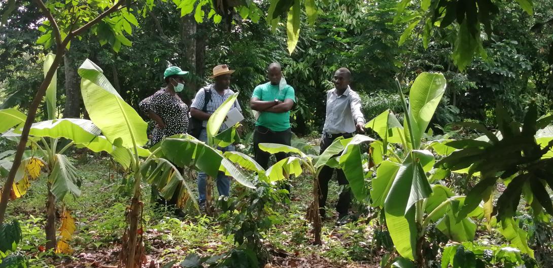 BNEE staff visiting Konpòs Lakay customer’s coffee plantation