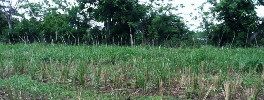 Field of Rice