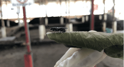 Black Soldier Fly