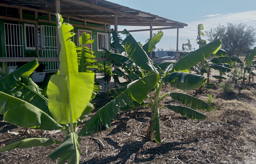 compost & plants
