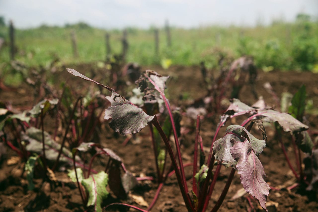 Beets